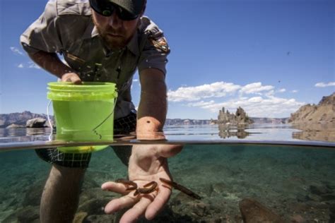 National Park Service employee releases Crater Lake (mazama) newts in ...