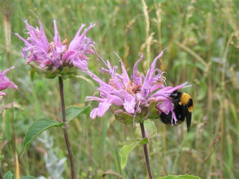 Bee Balm Monarda | ACORN School of Herbal Medicine