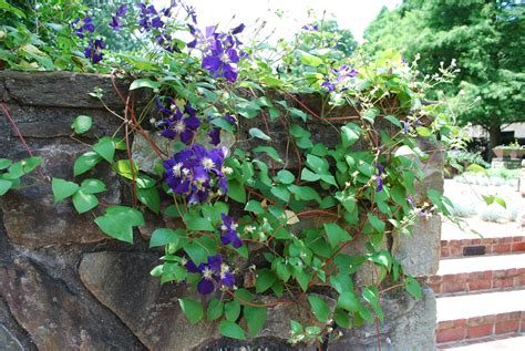 Purple Flower Vine Plant - Plant Ideas