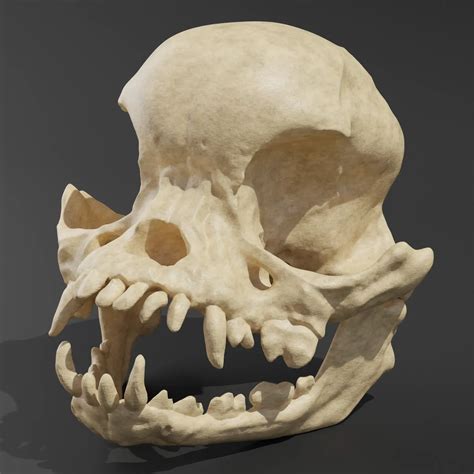 Anatomical skull model – Pug – Bio3Dtech: Innovative Veterinary ...