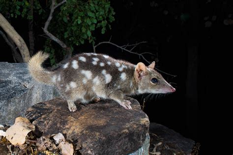 Save Australia's Threatened Species