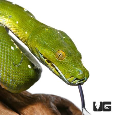 Image result for Adult Green Tree Python