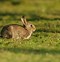 Image result for Cottontail Rabbit Facts