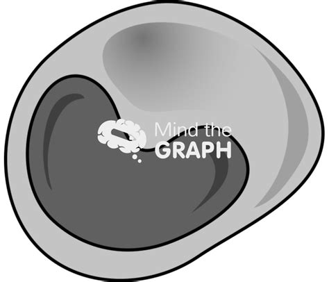 Image result for Monocyte