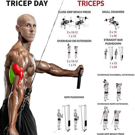 The 4 best muscle building triceps exercises – Artofit