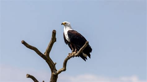 Download wallpaper 1920x1080 eagle, bird, predator, tree, nest ...