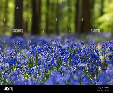 Blue bell flowers in a forest near Hallerbos,Belgium Stock Photo - Alamy