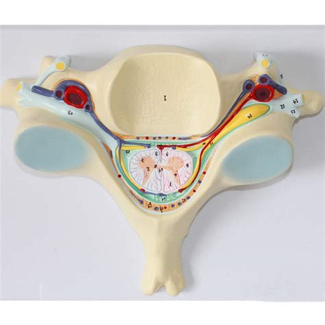 Educational Model Human Skeleton Model Fifth Cervical Spine With Spinal ...