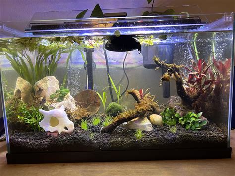 What kind of shrimp can I add with a betta in a 10 gal tank? : r/bettafish