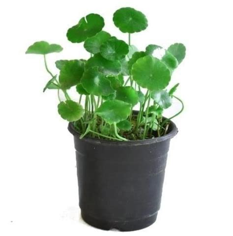 Hydrocotyle Vulgaris Seeds – STYLERAMART