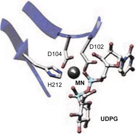 Glycogen and Glycogenolysis - Clinical Tree