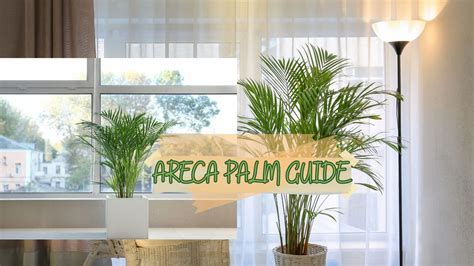 Areca Palm Guide – ChhajedGarden.com