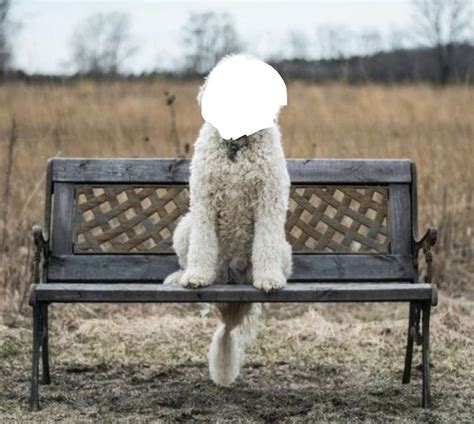 Image result for Core Graphics iOS Swift