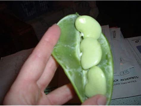 Buy Big Mama Lima Bean Seeds (20 Seed Pack) Online at Lowest Price in ...