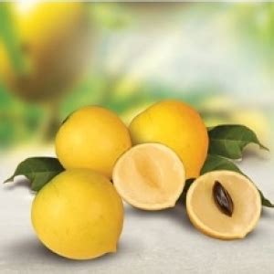 No: 1 Tropical Fruit Plant Nursery in Asia | Homegrown Biotech