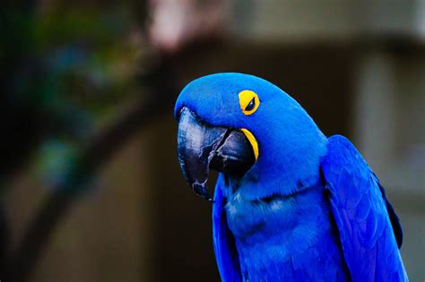 Download Hyacinth Macaw Beautiful Birds Wallpaper | Wallpapers.com