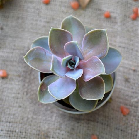 Echeveria Pearl of Nurnberg - Gabbar Farms