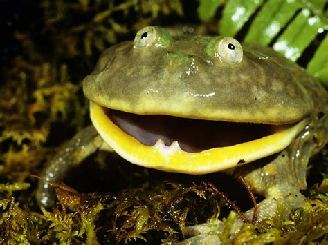 Download True Frog Mouth Openin Nature Wallpaper | Wallpapers.com