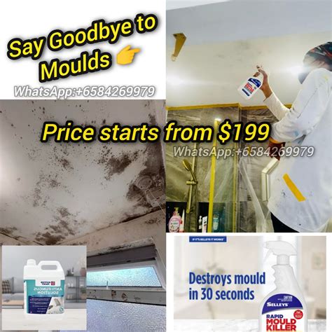 Mould removal treatment/black mould removal/Antimould treatment/House ...
