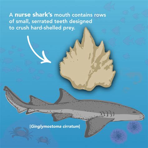 SHARK TEETH IDENTIFICATION