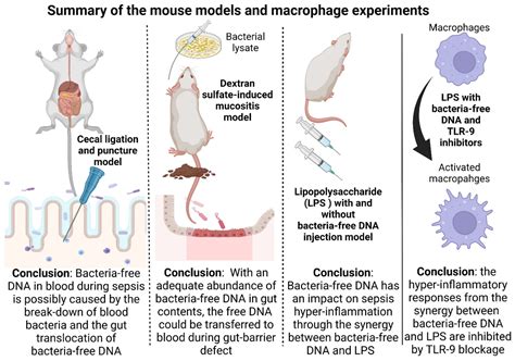 Blood Bacteria-Free DNA in Septic Mice Enhances LPS-Induced ...