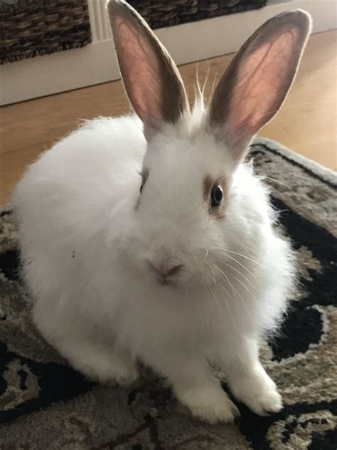 Jersey Wooly Rabbits For Sale | Santa Rosa, CA #300508