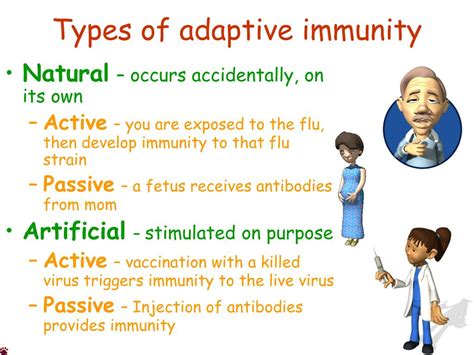 Image result for Two Types of Adaptive Immunity