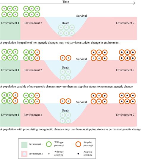 New paper: Evolutionary effects of non-genetic inheritance – AdaptationLab