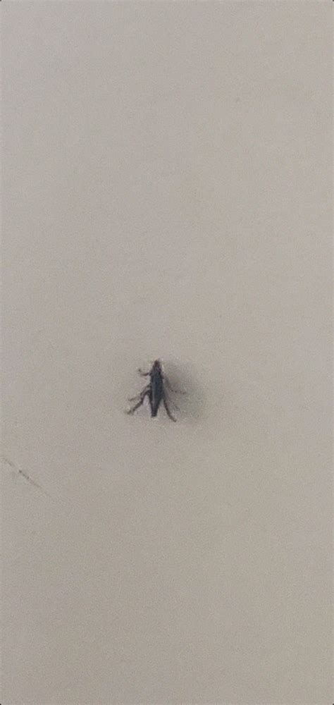 Tiny (~2mm), Jumping bugs that jump on my legs and leave itchy bites ...
