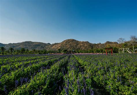 Netball Background Images 的图像结果