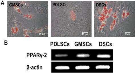 Isolation and Multiple Differentiation Potential Assessment of Human ...