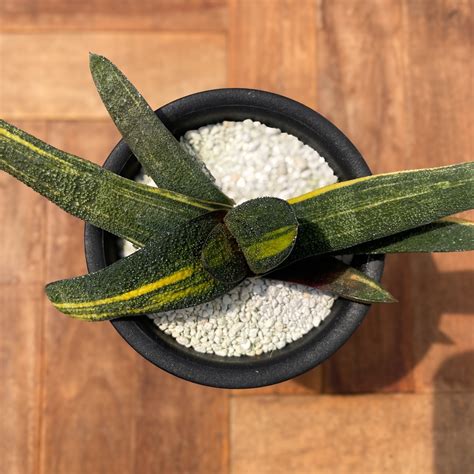 Gasteria batesiana var.'Kokuouten' 【ガステリア・黒鶯囀錦】 | RIMO'S GREEN 【Saboten ...