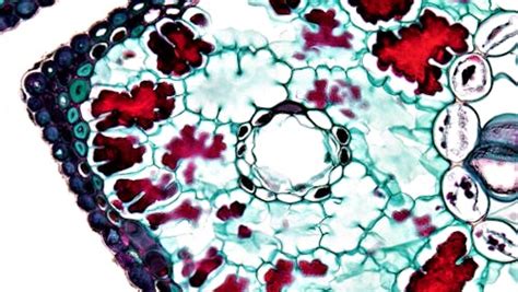 Cell Microscope 的图像结果