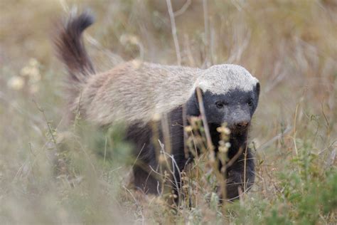 10 Incredible Honey Badger Facts