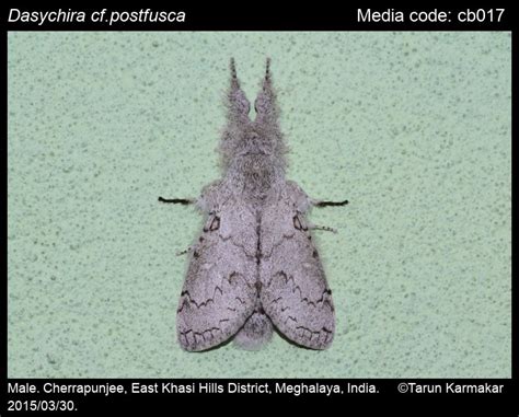 Calliteara postfusca (Swinhoe, 1895) - | Moths
