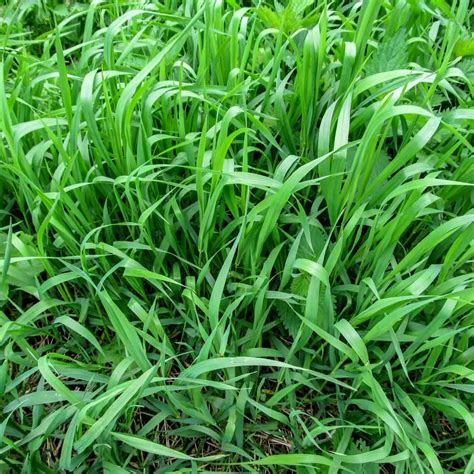 Quackgrass: What Is It and How Do I Get Rid of It? | Family Handyman