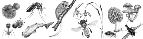 Scientific Illustration