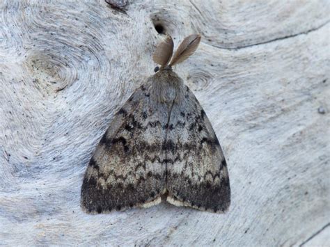 Image result for Gypsy Moth