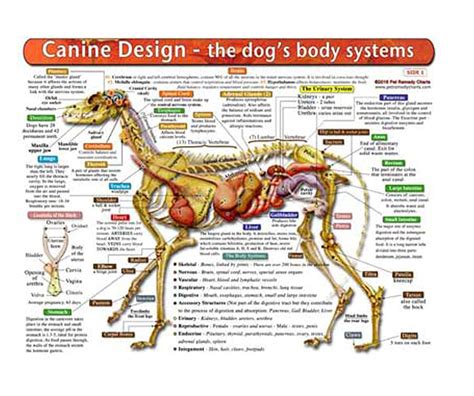 Independently published Dog Anatomy Chart - A Double-Sided, UV ...