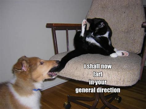 Monty Python Cat Beating 的图像结果