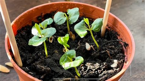 Pomegranate Tree Growing Tips 的图像结果