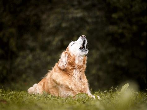 12 Spiritual Meanings of Dogs Barking or Crying at Night (Hearing ...