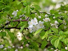 Image result for Spring Flowers with Bunnies and Butterflies