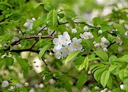 Image result for Plants Flowers and Animals