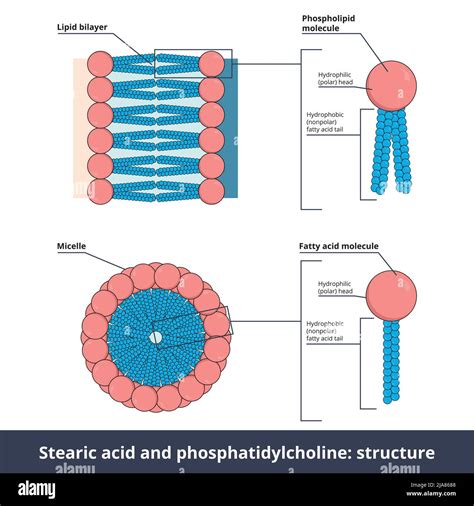Phospholipids Structure