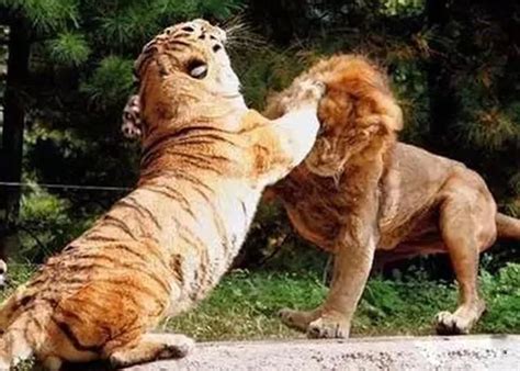 老虎和狮子谁更厉害？这个争论到此为止 ＊ 阿波罗新闻网