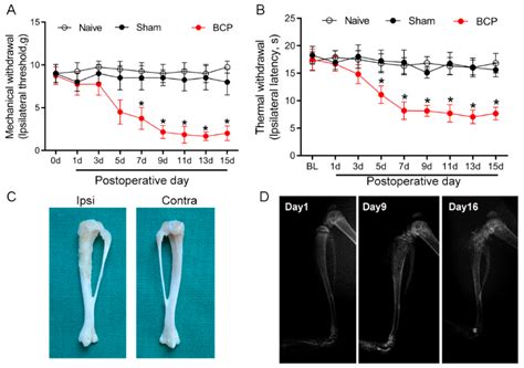 Overexpression of GDNF in Spinal Cord Attenuates Morphine Analgesic ...
