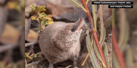 An elusive mammal never before caught on film has finally been photographed