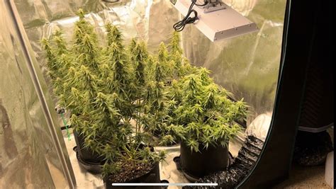 Autoflower Growing Guide 的图像结果