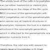 Find odd one w.r.t. ploidy level in bryophytes A.NCC B.VCC C.Spore D ...